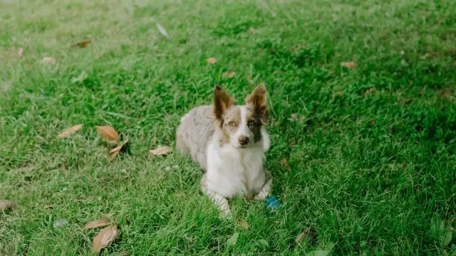 A border collie sniffing intently along a line of grass during a scent-search game