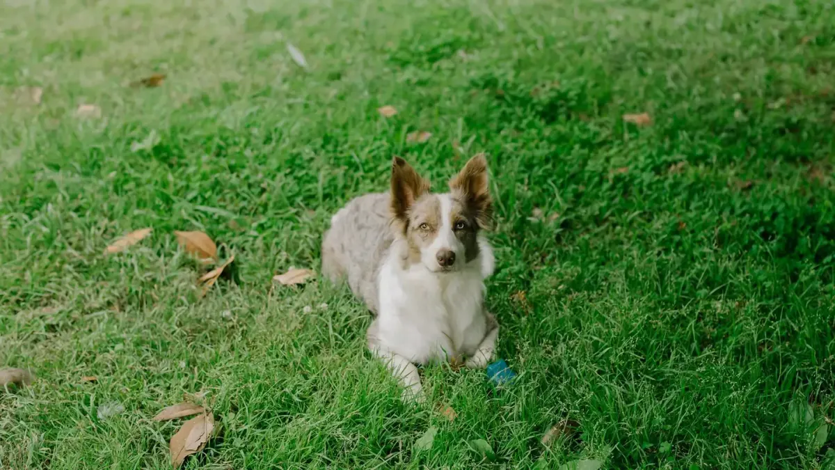 A border collie sniffing intently along a line of grass during a scent-search game