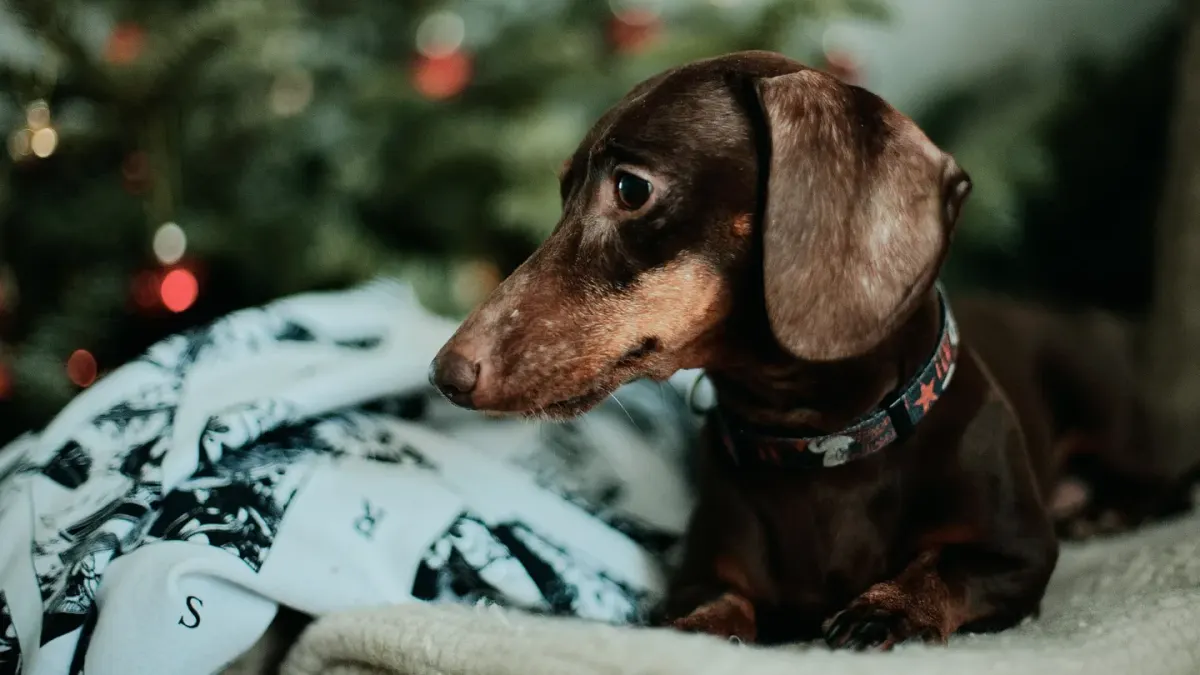A dachshund walking up a low-slope ramp toward a couch