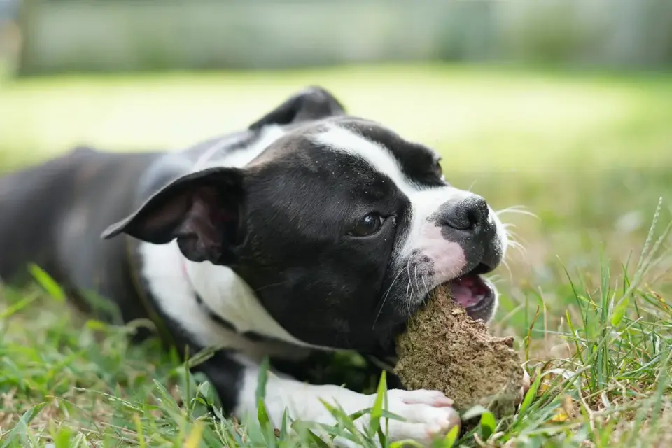 A dog chewing a soft joint-support chew on a kitchen floor