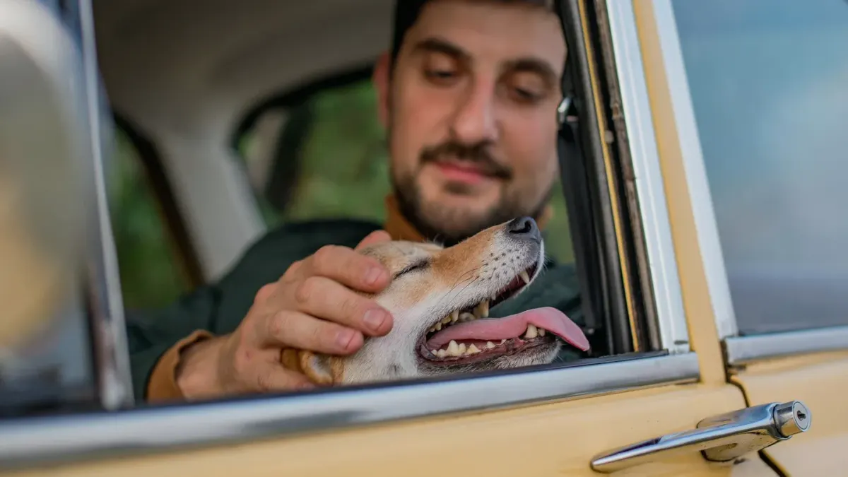 A dog eating from a portable bowl beside an open car trunk during a road trip