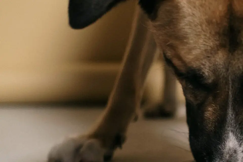 A dog eating indoors