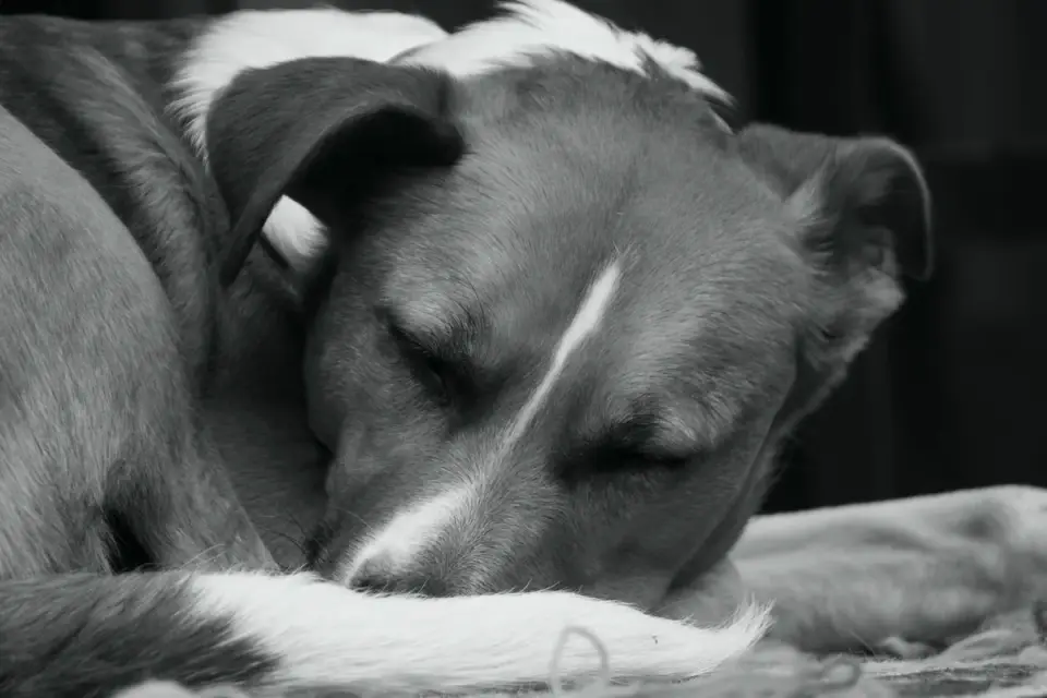 A dog in a relaxed state, sitting peacefully in a calm indoor setting