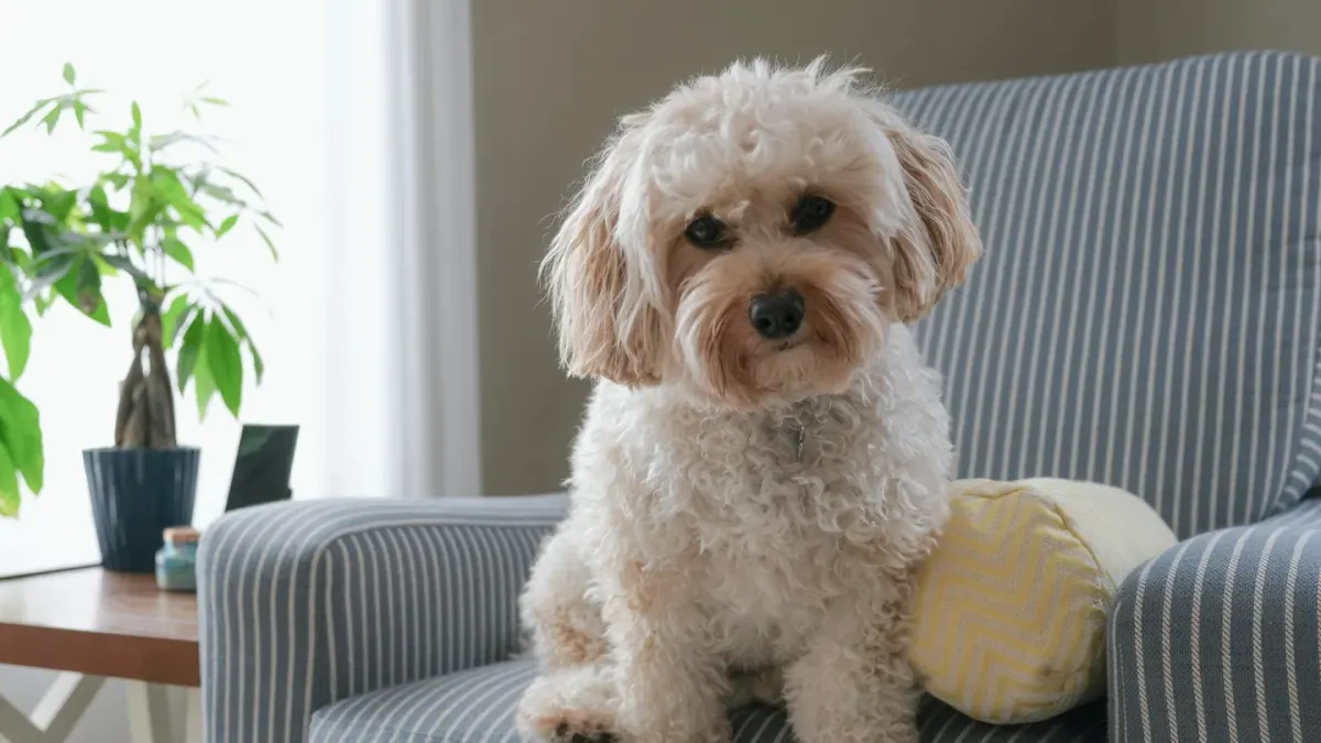 A dog investigating a textured mat with its nose lowered close to the surface