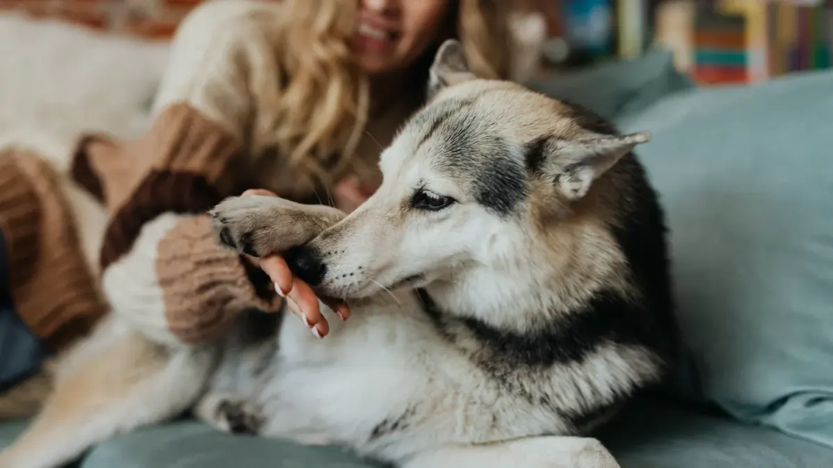 A dog lying close against its owner's leg on the living room floor