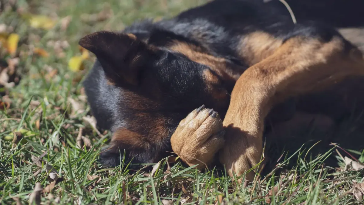 A dog lying low near a table leg during a stormy afternoon