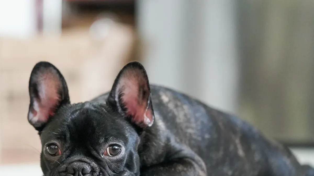 A dog lying low on a kitchen floor during a storm, ears back