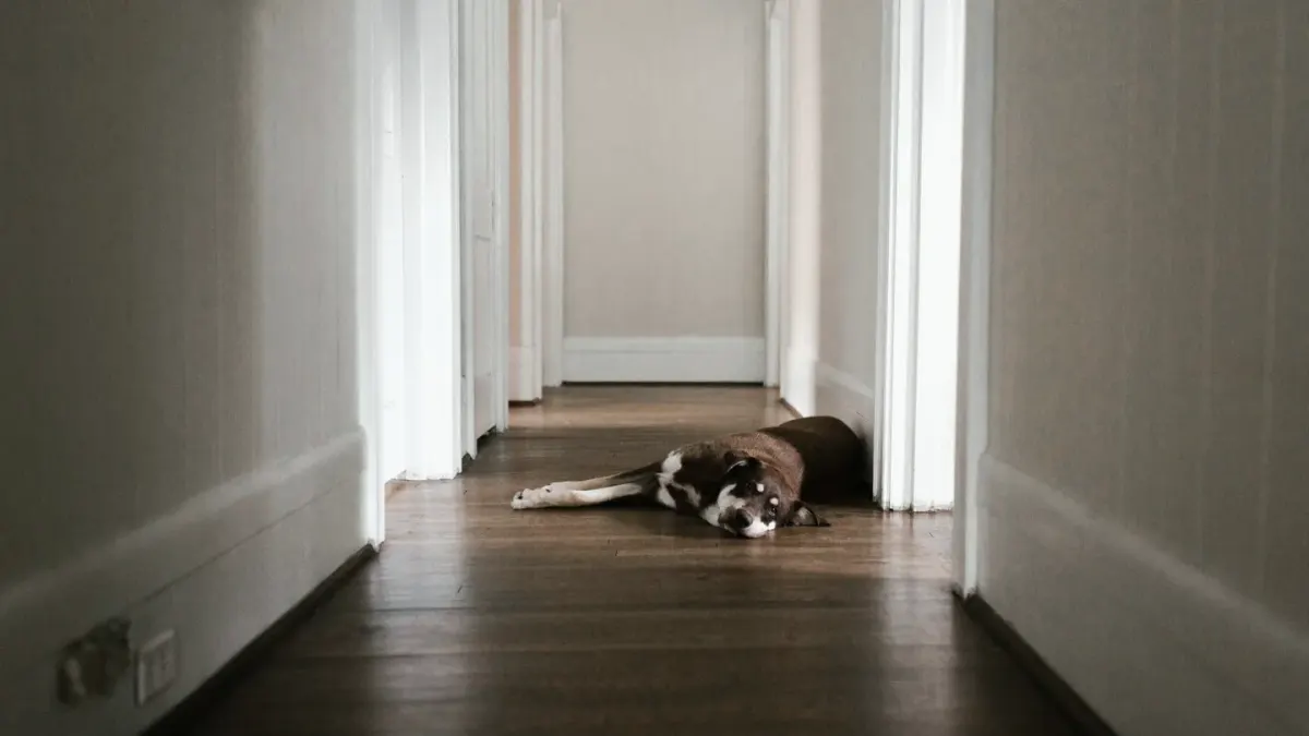 A dog lying low on a living room floor near a window during a storm