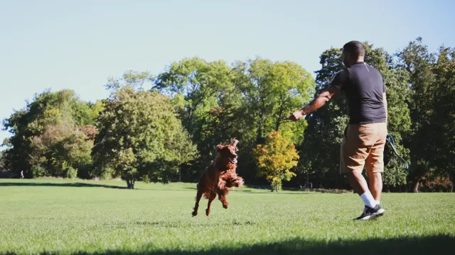 A dog mid-play at a park, front paws lifted off the ground