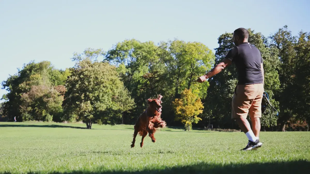 A dog mid-play at a park, front paws lifted off the ground