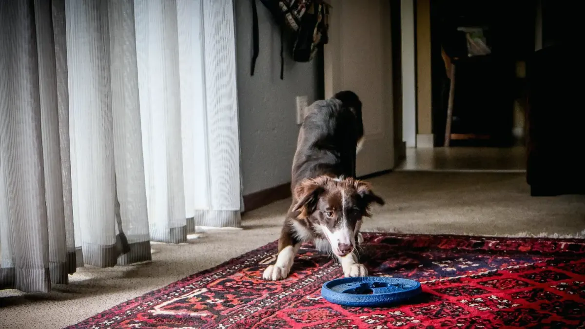 A dog nosing through the raised ridges of a slow feeder bowl on a kitchen floor