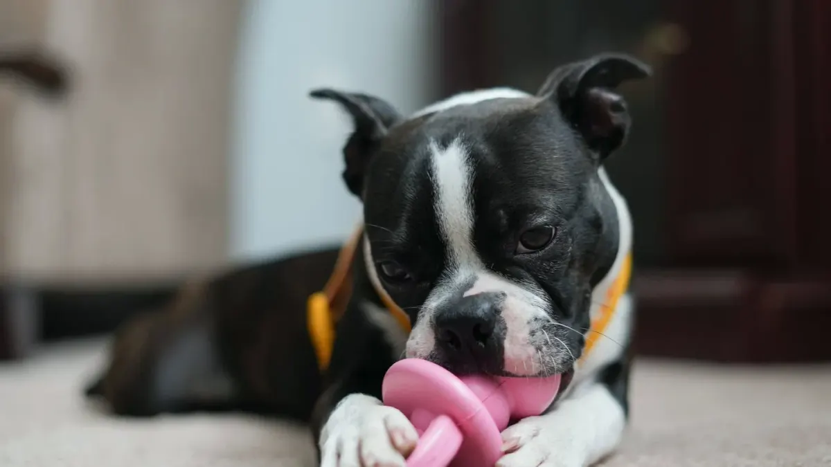 A dog nosing a treat-dispensing puzzle toy on a rug beside an unused rubber chew toy