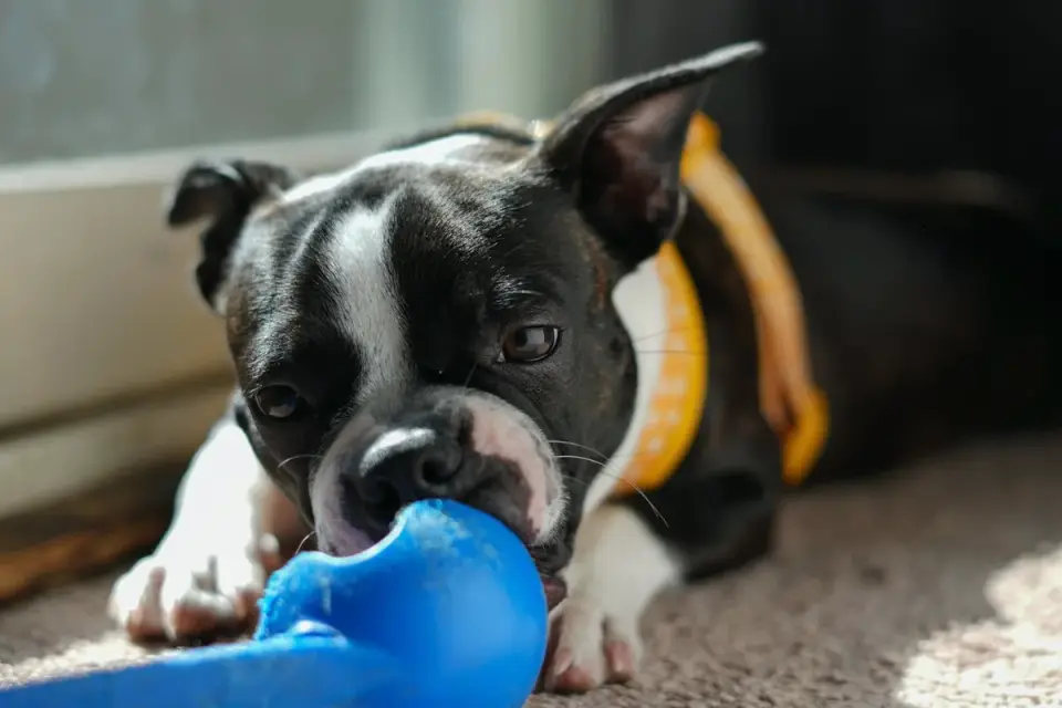 A dog nudging a puzzle feeder toy across a wood floor