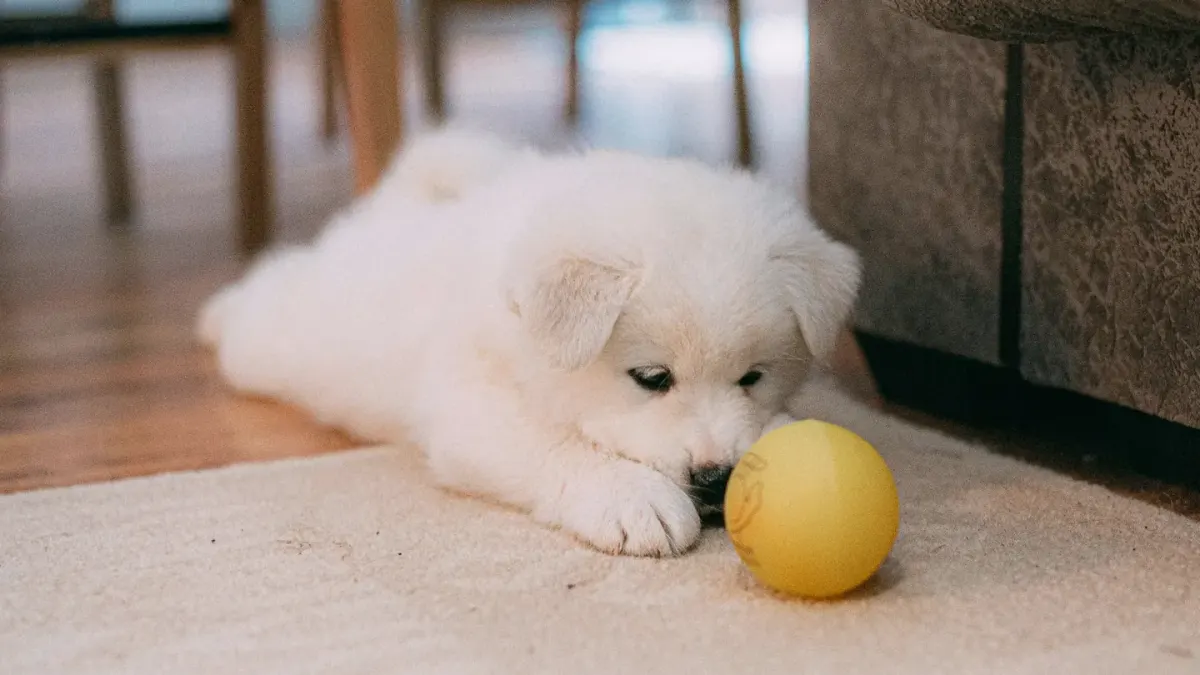 A dog nudging a rolling treat ball across a wood floor to release kibble