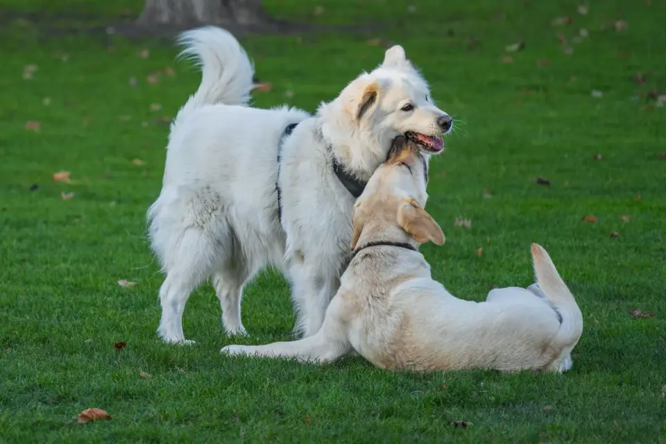 A dog owner calmly stepping in between two dogs at a park