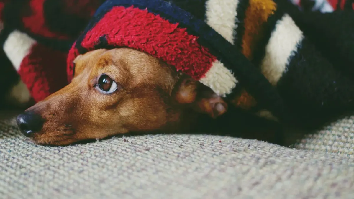 A dog pressed low against a blanket on the floor during a storm