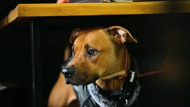 A dog pressed low against the floor near a couch while looking toward a window