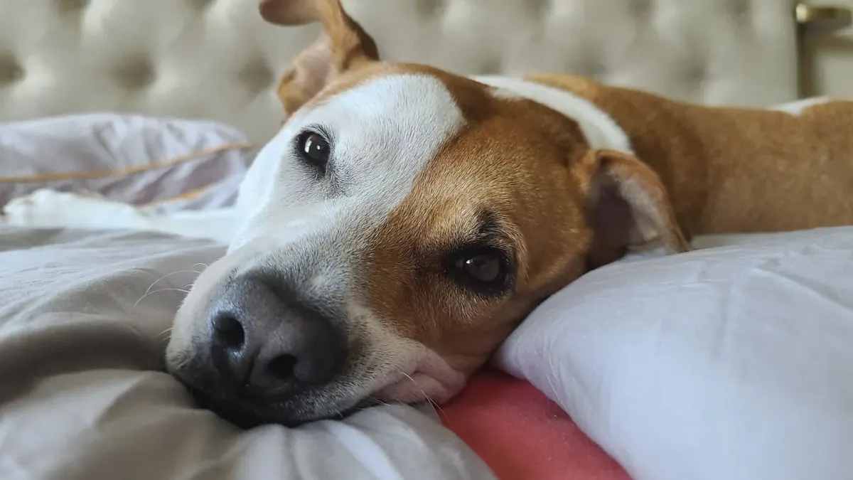 A dog relaxing indoors with a calm, attentive expression