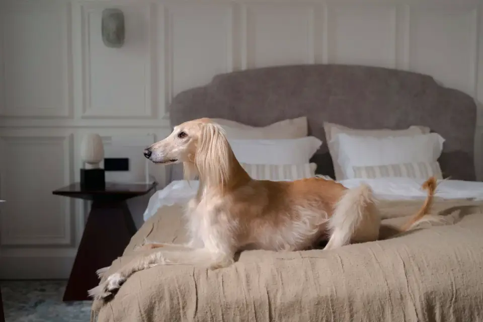 A dog resting calmly on its bed indoors during a storm