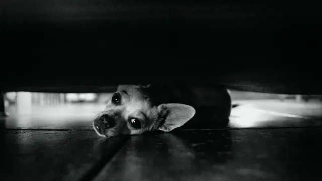 A dog resting close to its owner's feet on a living room floor