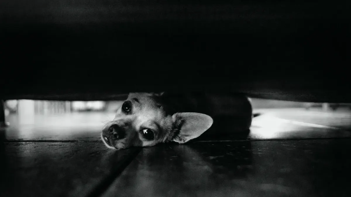 A dog resting close to its owner's feet on a living room floor