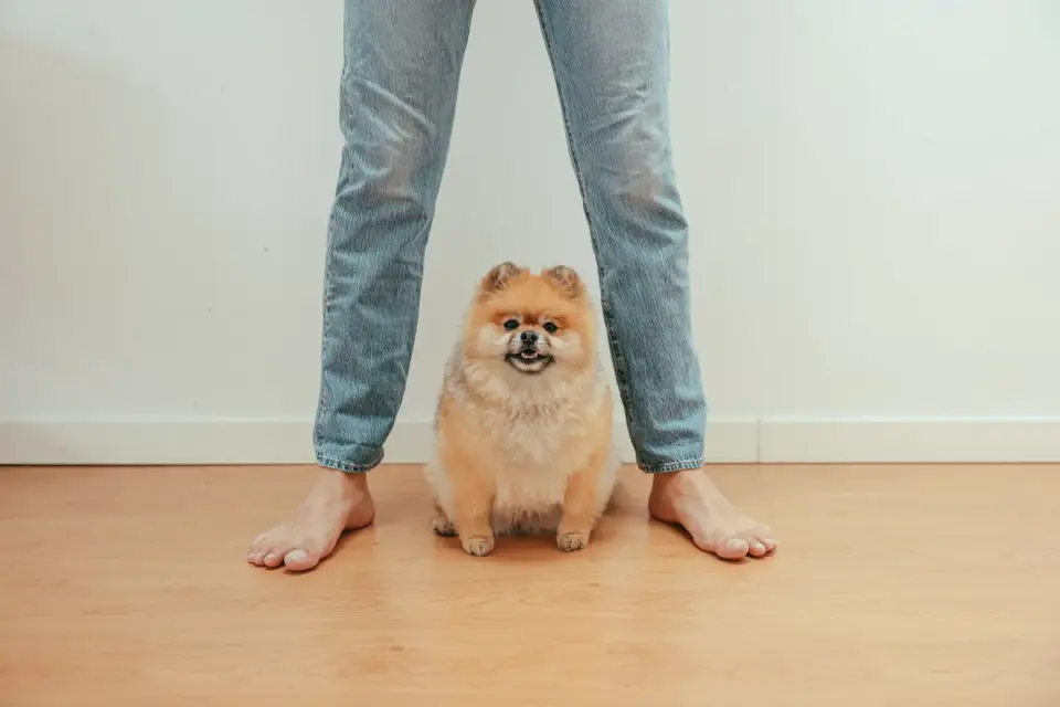 A dog resting close to its owner&#x27;s feet on a living room floor