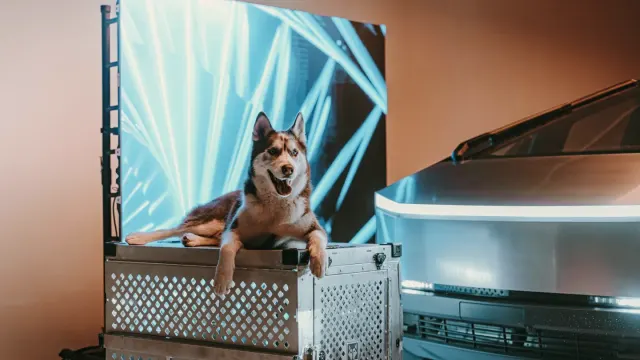 A dog resting inside a secured travel crate on the back seat of a car