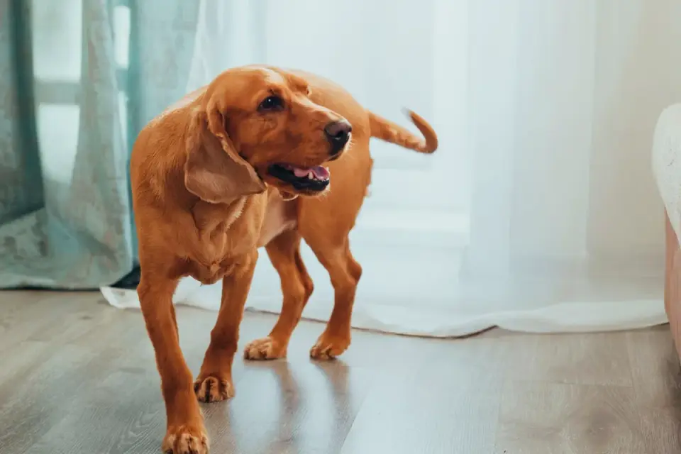 A dog resting near a plug-in diffuser in a hallway