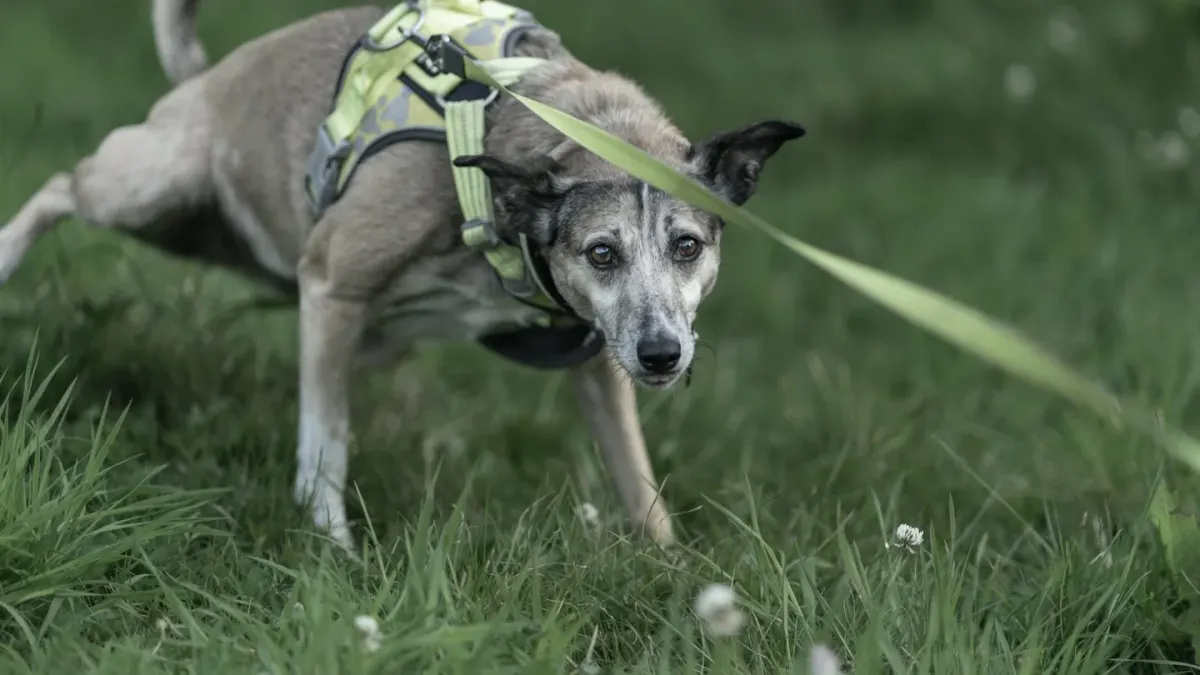 A dog sniffing along a grassy yard while on a leash