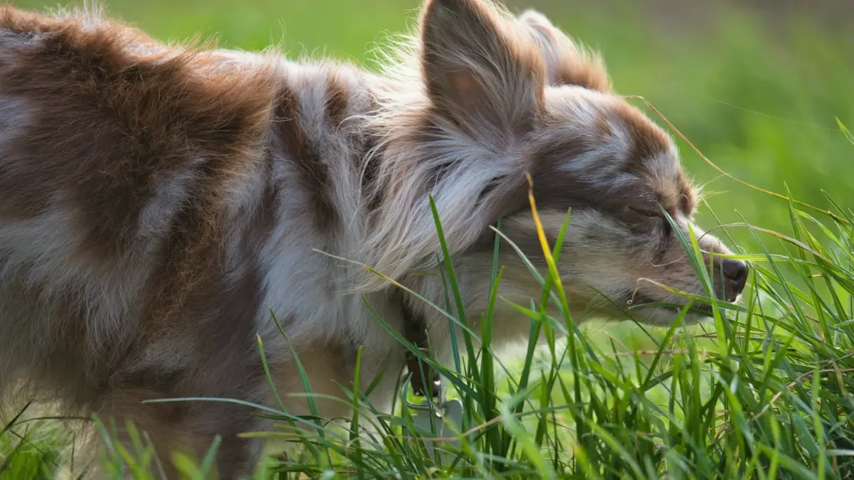 A dog sniffing in grass with a curious, attentive expression in a yard setting.