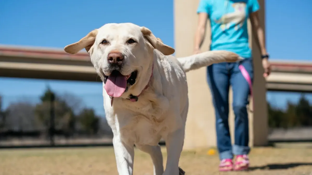 A dog sprinting freely across an open field while its owner watches nearby