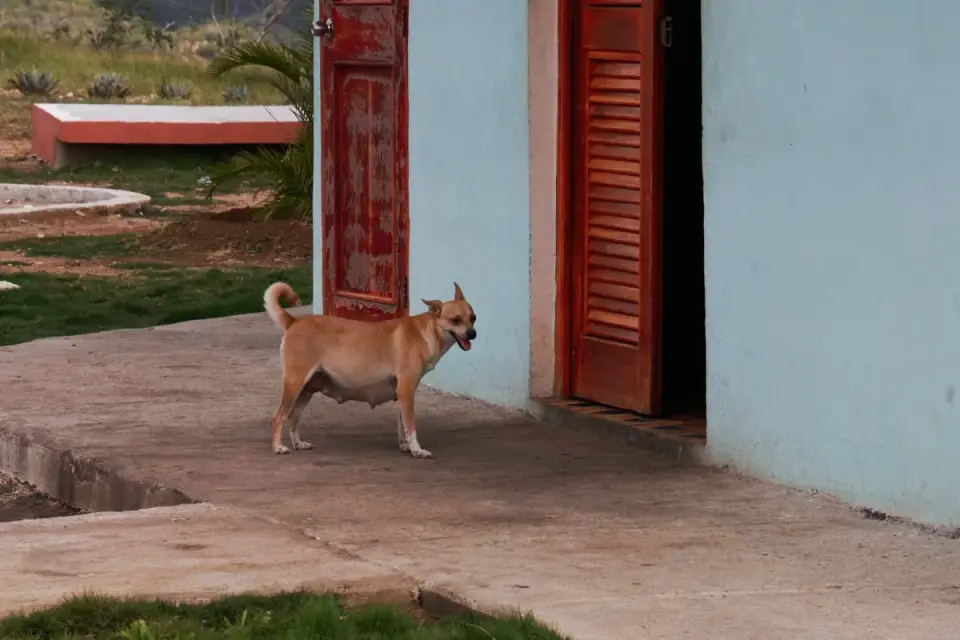 A dog standing near the front door, watching it after the owner has left