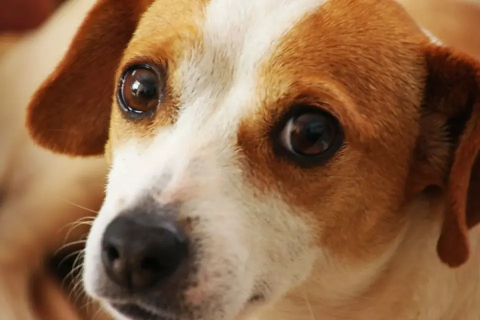A dog standing rigid with ears pinned forward and a fixed stare