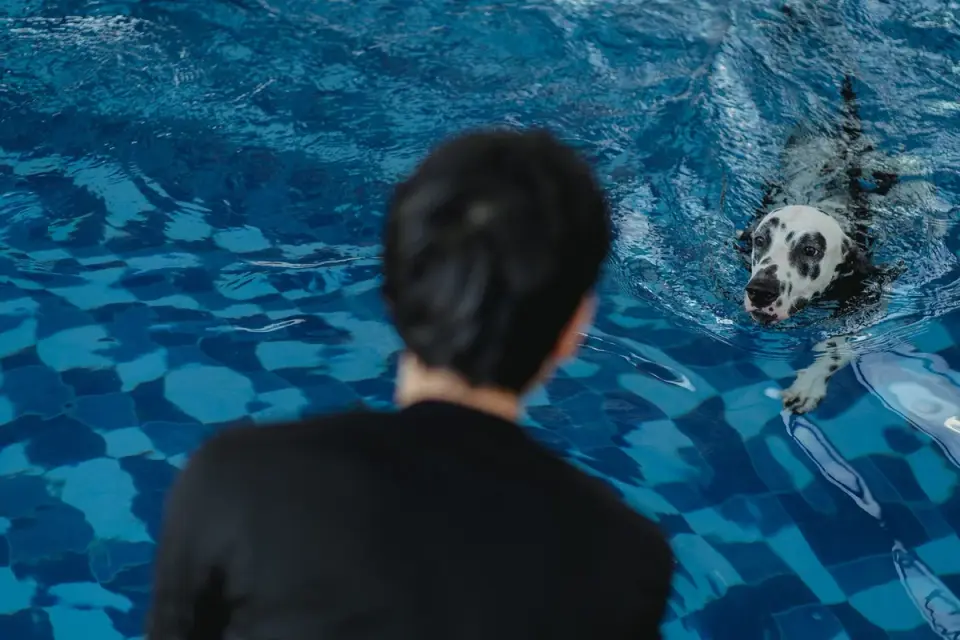A dog swimming in a pool while its owner supervises from the edge