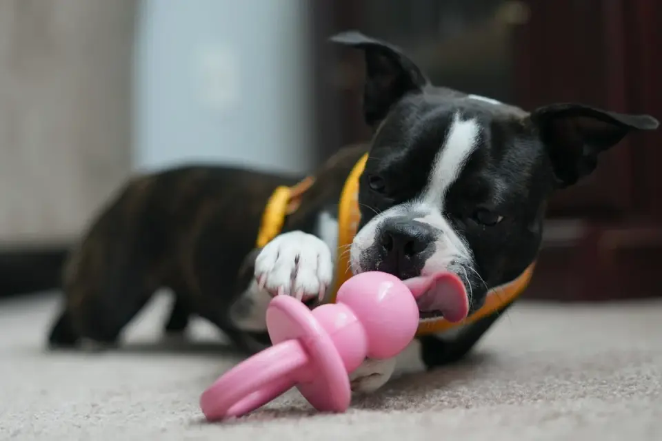 A dog using its nose to open compartments on an interactive puzzle feeder