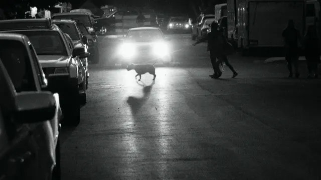 A dog walking up a textured ramp into the back of a car