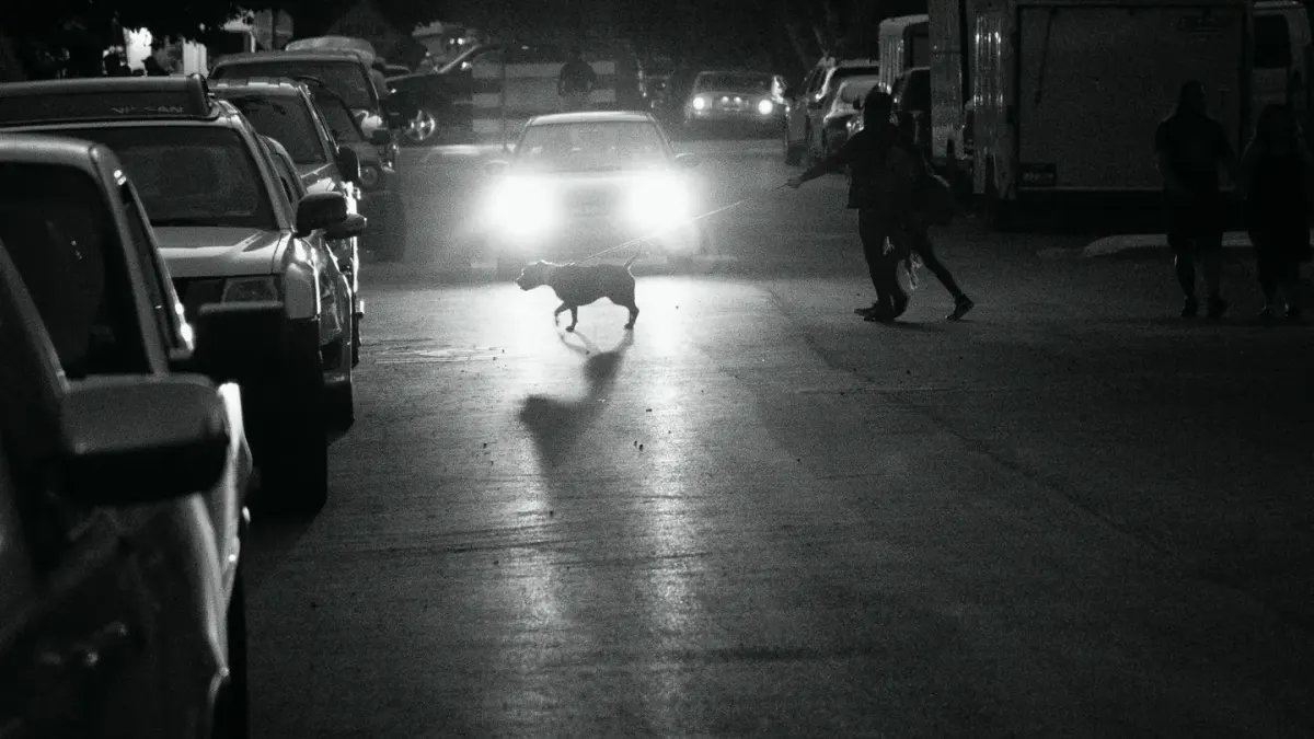 A dog walking up a textured ramp into the back of a car