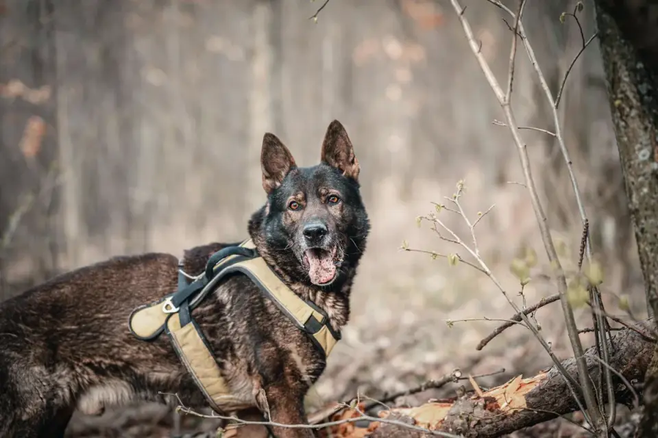 A dog wearing a vehicle safety harness clipped into the back seat of a car