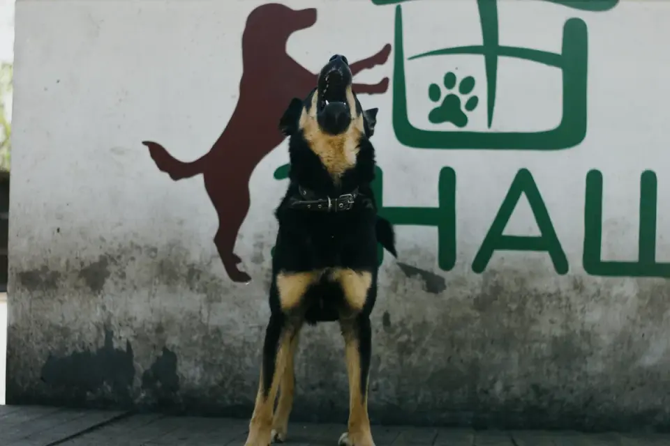 A dog with head raised, vocalizing, in a natural outdoor setting