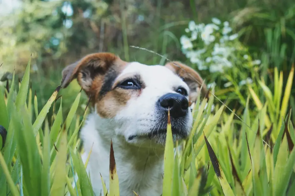 A dog with its nose down, exploring a patch of garden with mixed herbs and textures