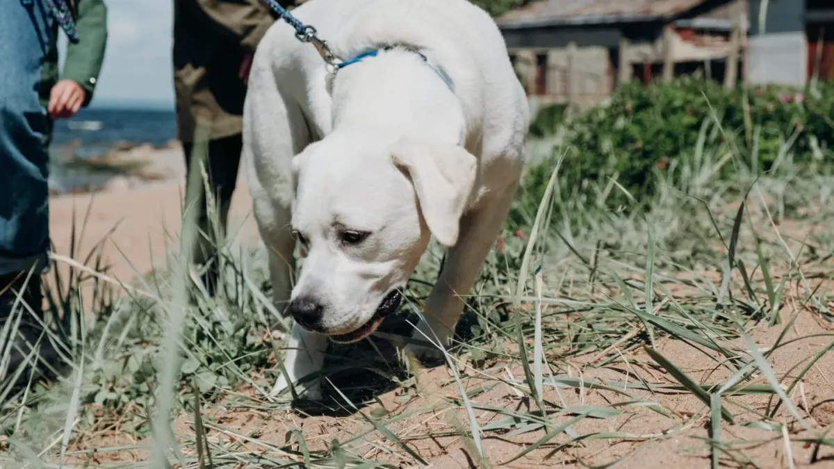 A dog with its nose down, sniffing along a grassy verge on a loose leash