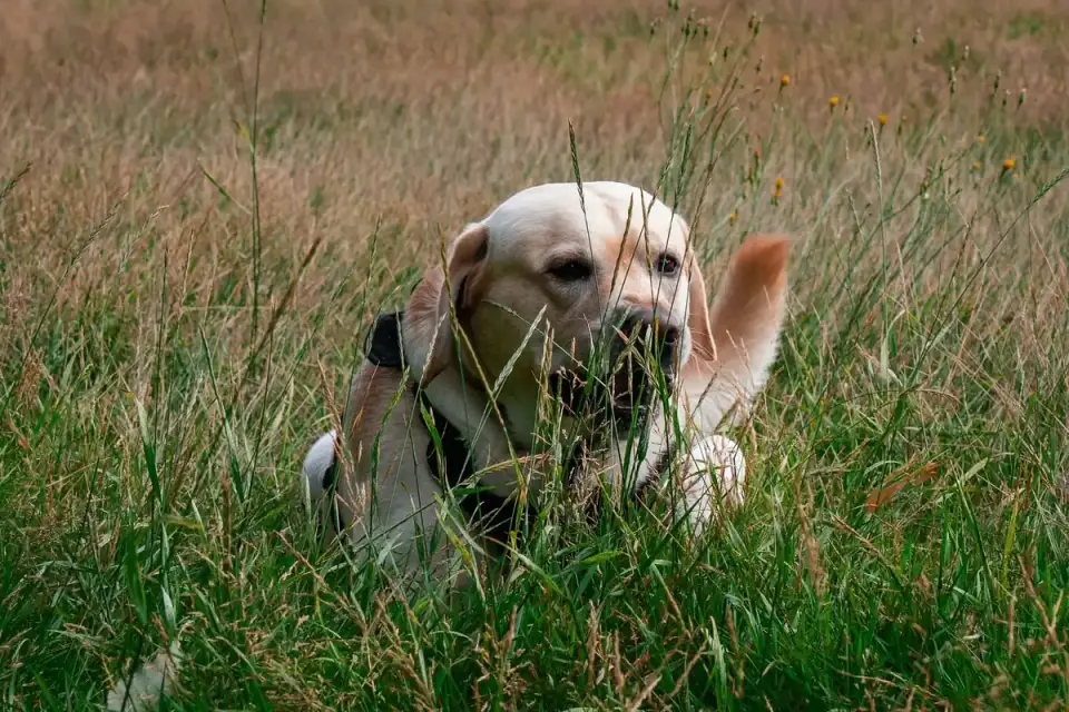 A dog with its nose down, sniffing grass along a neighborhood walking path