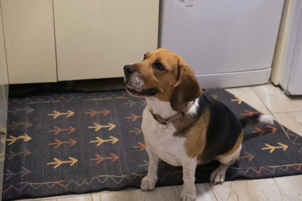 A family watching their young dog eat in the kitchen