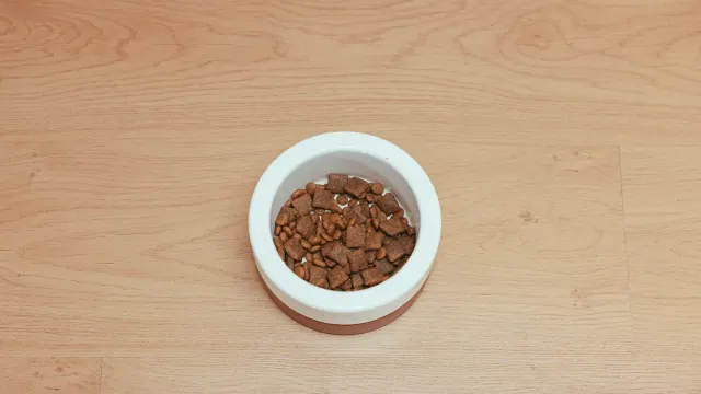 A food bowl viewed from above