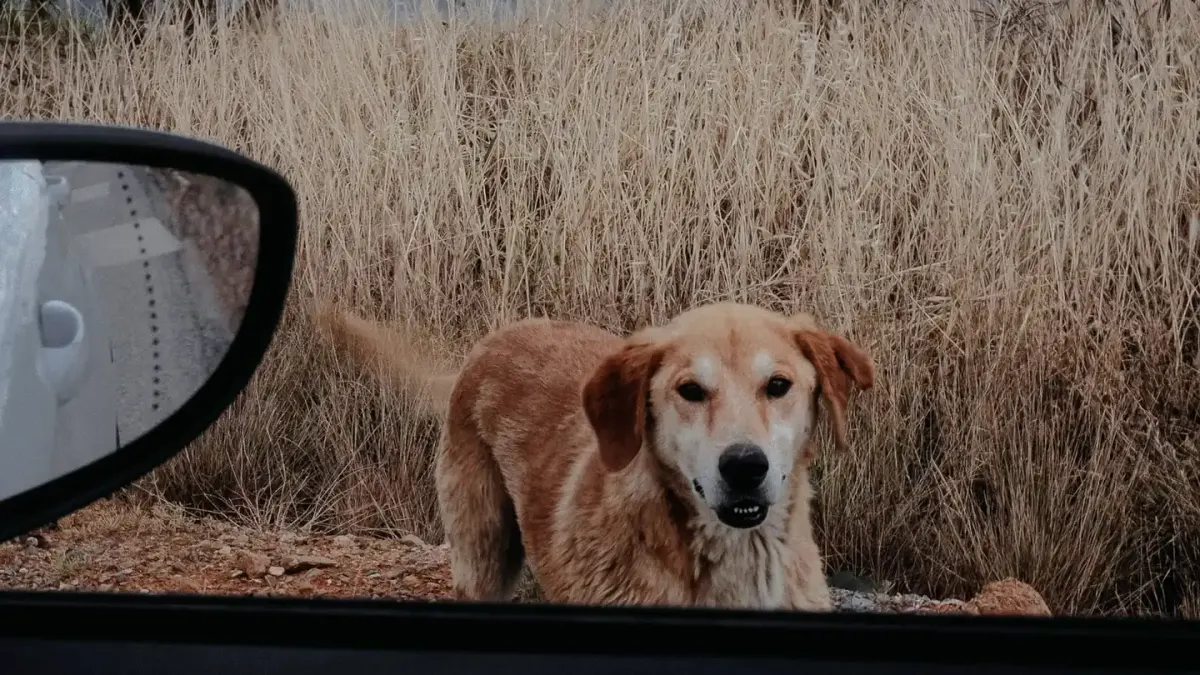 A golden retriever sitting upright in the back seat of a car, looking out the window
