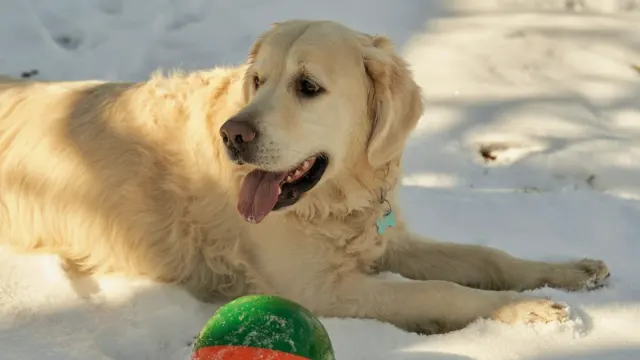 A golden retriever stretched out on a blue gel cooling mat on a hardwood floor
