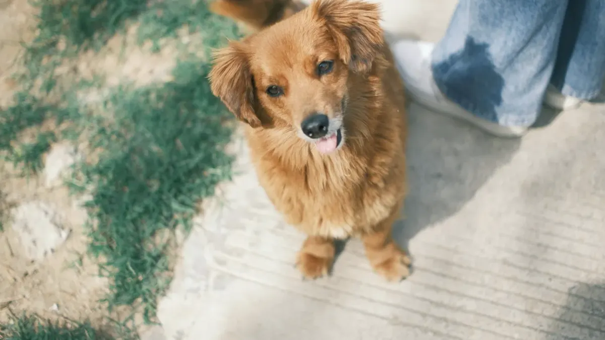 A golden retriever walking on a home treadmill beside its owner
