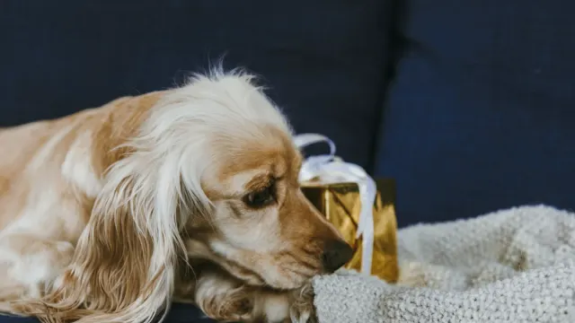A gray-muzzled dog sniffing along a folded blanket searching for hidden treats