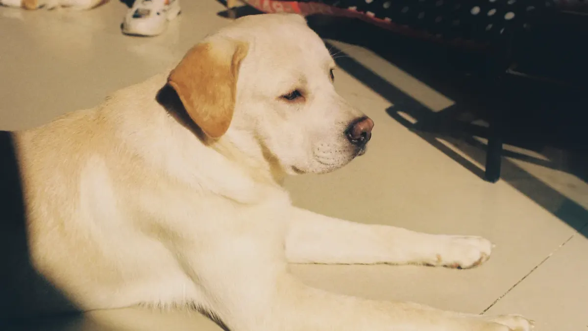 A gray-muzzled golden retriever lying calmly on a kitchen floor near a stainless steel bowl