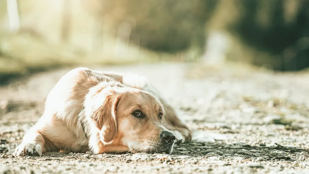 A gray-muzzled golden retriever lying calmly on a wooden porch